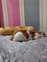 Show me your cats 🐈 😃