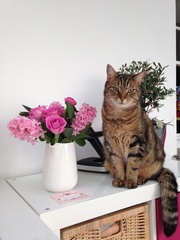 I need your photos again - this time cats with bouquets/vases of flowers please