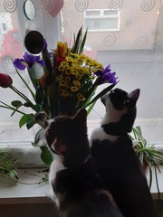 I need your photos again - this time cats with bouquets/vases of flowers please