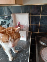 Show me your cats 🐈 😃