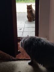 Thug cat part 4.  After all, it's not my Axminster.