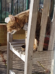 Thug cat part 4.  After all, it's not my Axminster.