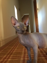 Any sphynx owners?