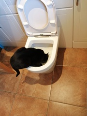 "When I get a cat it won't...."