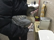 There's a goose in my bathroom.