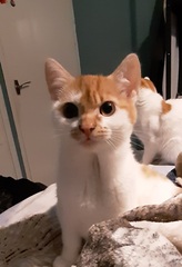 Brexit mega thread part 6: Invasion and Evasion