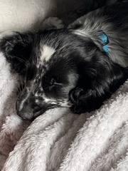 Puppy Survival Thread: surviving into 2022