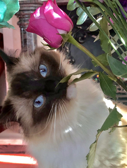 I need your photos again - this time cats with bouquets/vases of flowers please
