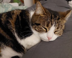 Show me your cats 🐈 😃