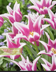 Cat owners and lilies:  AGAIN