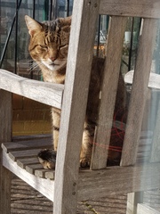 Thug cat part 4.  After all, it's not my Axminster.