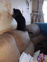 Furniture scratching!