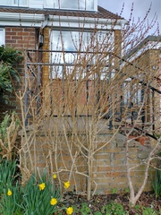 Anyone up for IDing a couple of shrubs?
