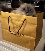 Cats in bags
