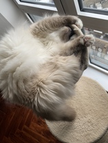 Can we have a 'that can't be comfortable' thread? I need cheering up!