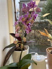 Anyone managed to keep an orchid alive?