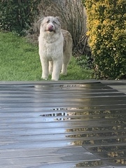 Dog tomorrow (eek!) but I’m injured
