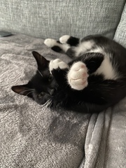 Show me your cats 🐈 😃