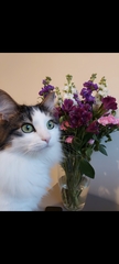 I need your photos again - this time cats with bouquets/vases of flowers please