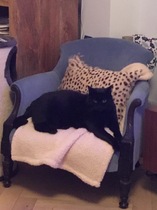 To ask you to show me your gorgeous fancy houses?