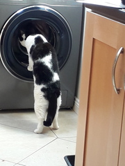 "When I get a cat it won't...."