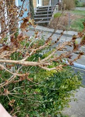 Anyone up for IDing a couple of shrubs?