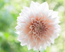 What's your favourite dahlia?