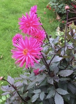 What's your favourite dahlia?