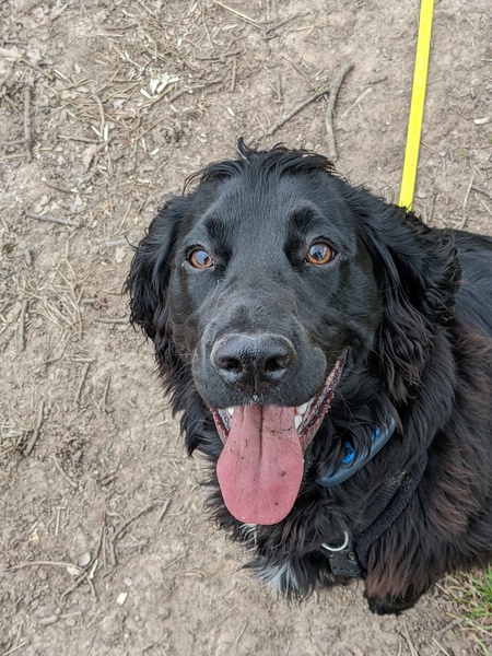 Puppy Survival Thread: muddy footprints into Spring 2022