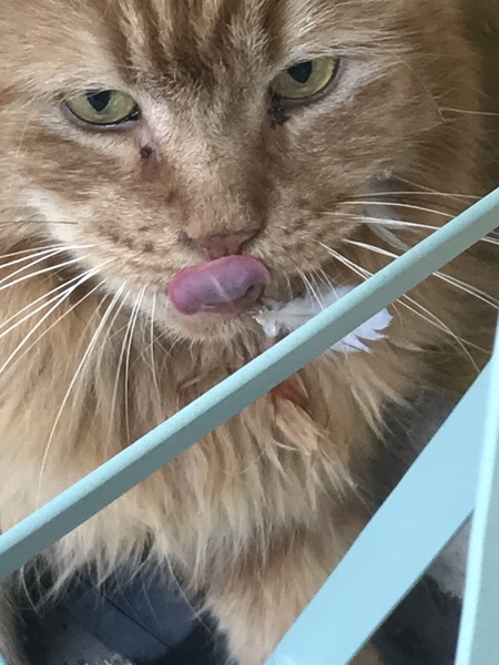 Anyone else's cat have an 'It wasn't me!' face? Pics please!