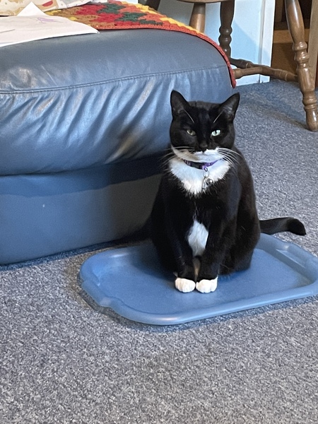 Do you think my cat is gorgeous?