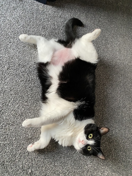 Licked fur off tummy