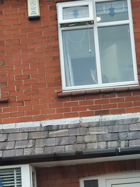 Bastard cat.