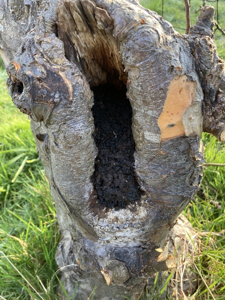 What’s is happening to my apple tree?