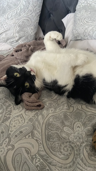 Do you think my cat is gorgeous?