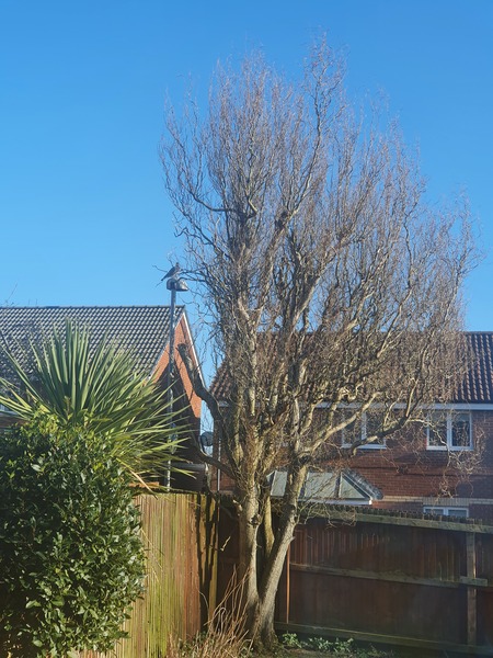 They've cut our tree!