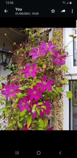 Can you identify  the clematis pruning group?