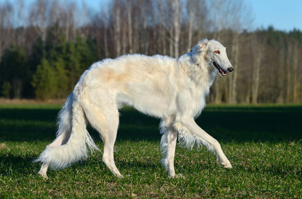 Very tall white hounds with pale eyes? What breed is this?