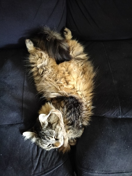Anyone else's cat have an 'It wasn't me!' face? Pics please!