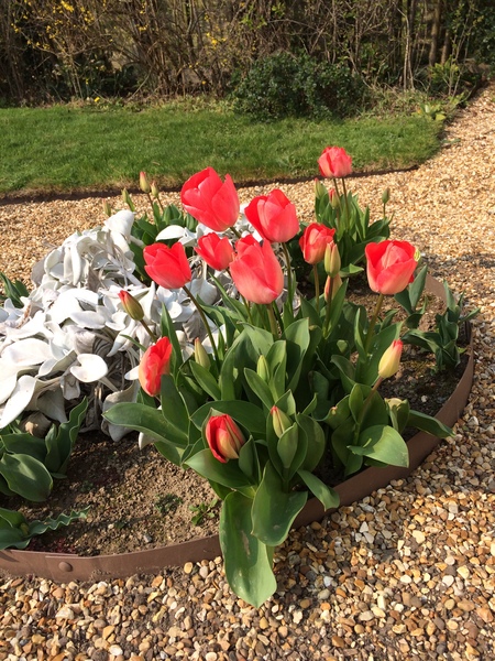 What are you doing in the garden this weekend?