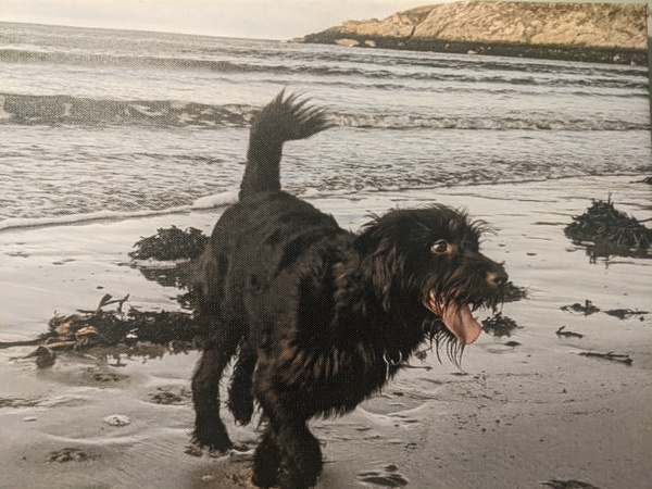 Favourite ever picture of your dog.