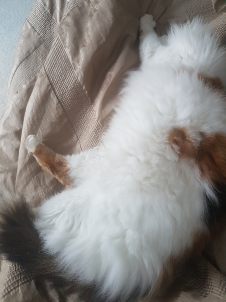 Anyone else's cat have an 'It wasn't me!' face? Pics please!