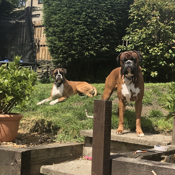 What big dog?