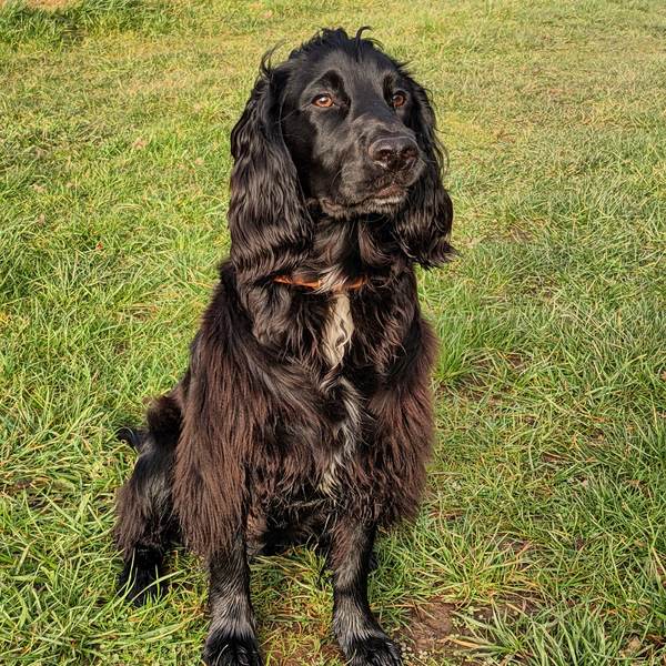 Underweight cocker?