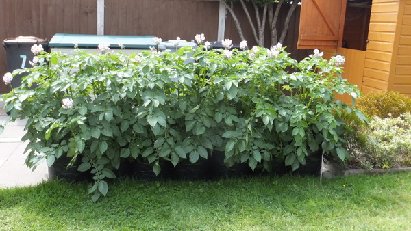 Countdown to Christmas 2022: spring has sprung, bring on the longer days! Thread 2.