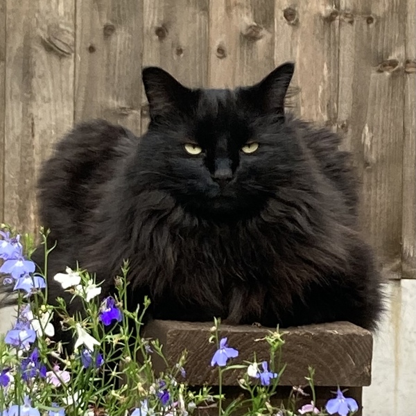 Not my cats and friends