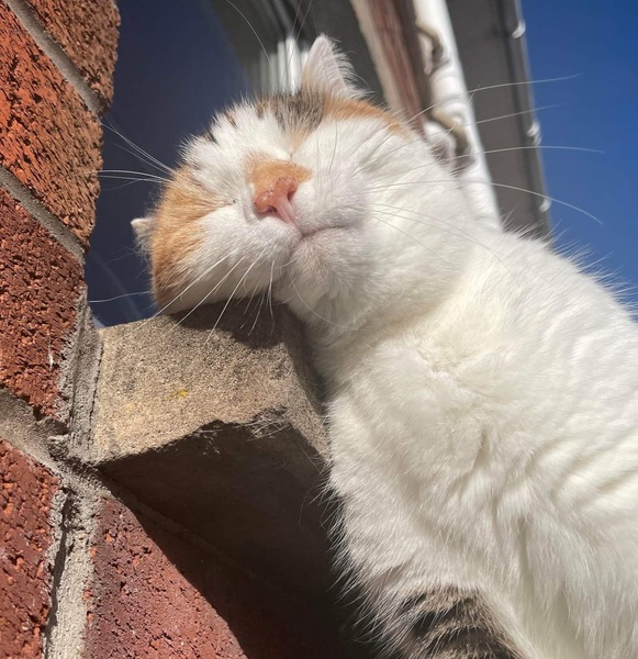 Show us your pictures of your cat(s) mellowing out in the sunshine.