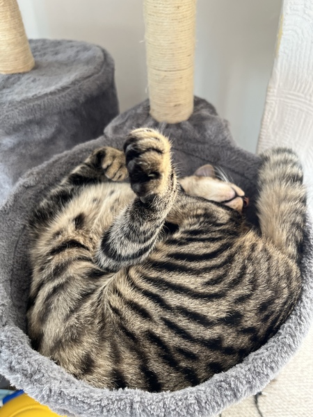 The cats got through 6 collars. Help!