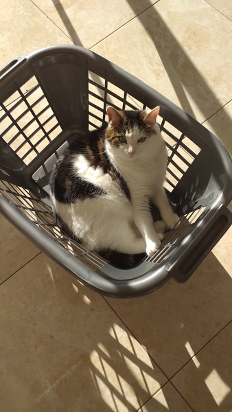 Show us your pictures of your cat(s) mellowing out in the sunshine.