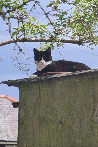 Show us your pictures of your cat(s) mellowing out in the sunshine.